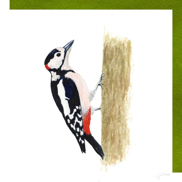 Buntspecht