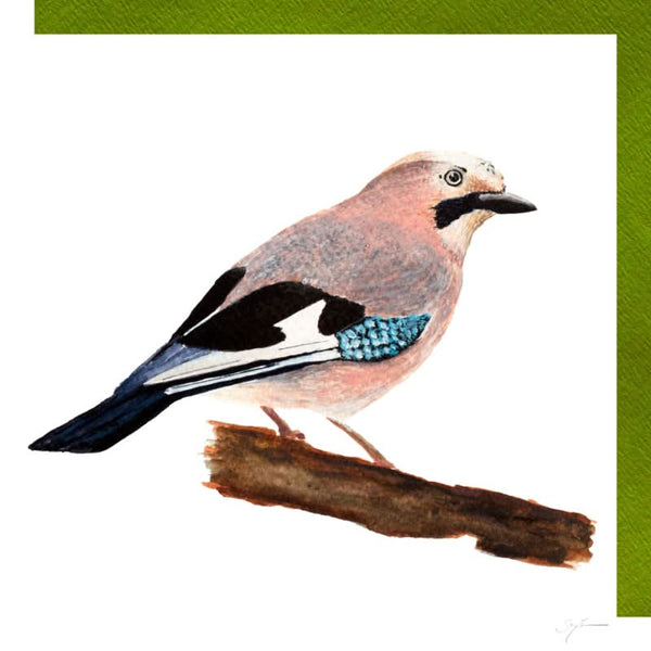 Jay