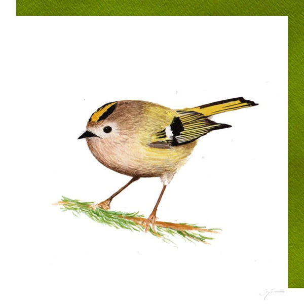 Wintergoldhähnchen
