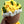 Boeket Zonnebloem