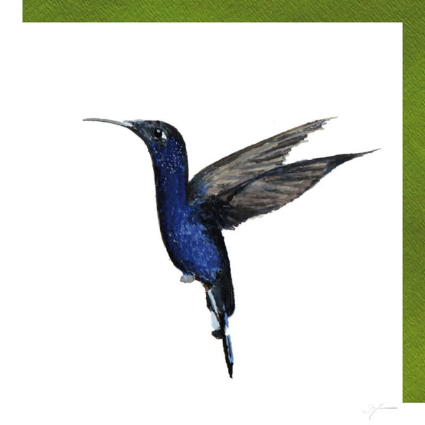 Kolibri