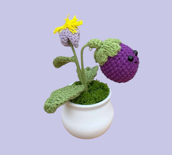 Aubergine plant
