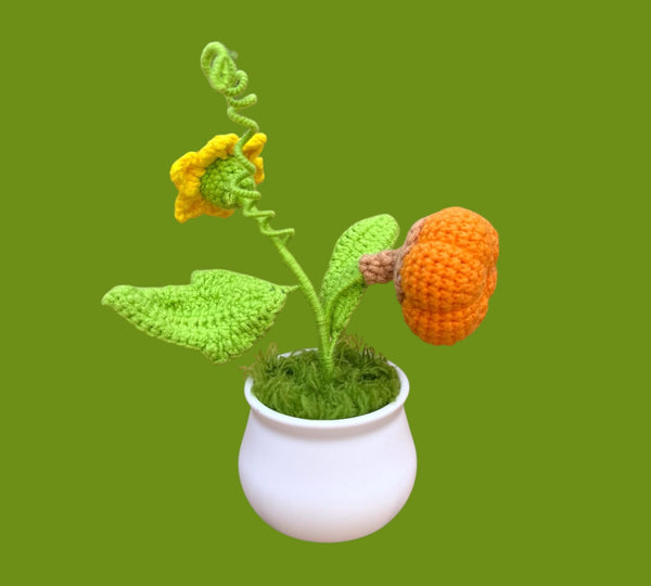Pompoen plant