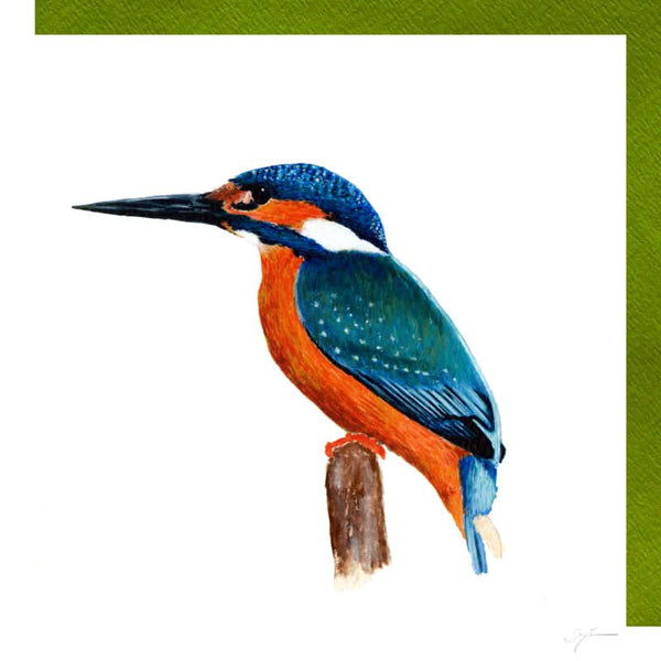 Eisvogel