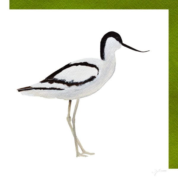 Brachvogel